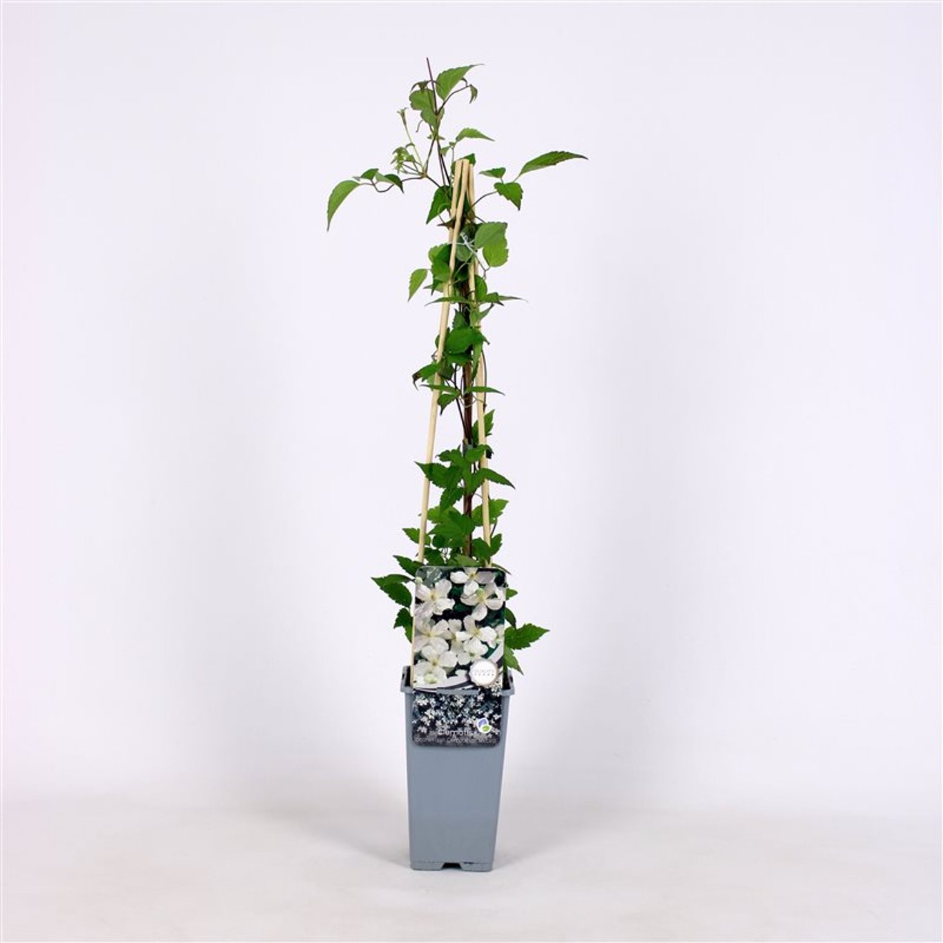 Klematis – Clematis spooneri - C2 70/+ CM